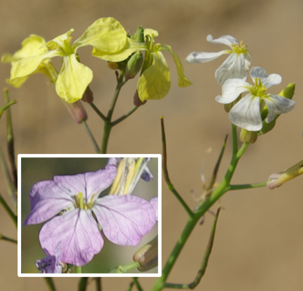 Fleurs à 4 pétales longs de 1 – 2,5 cm, veinés, de couleur jaune pâle ou blanc, parfois rose (encadré).