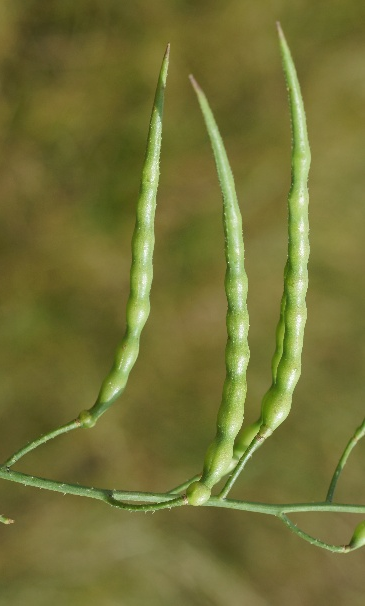 Fruits : siliques longues de 2 – 7 cm, portées par un pied, divisées en 3 – 10 articles par des étranglements et munies d’un long bec.