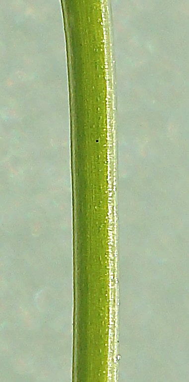 Tige quadrangulaire, glabre et lisse.