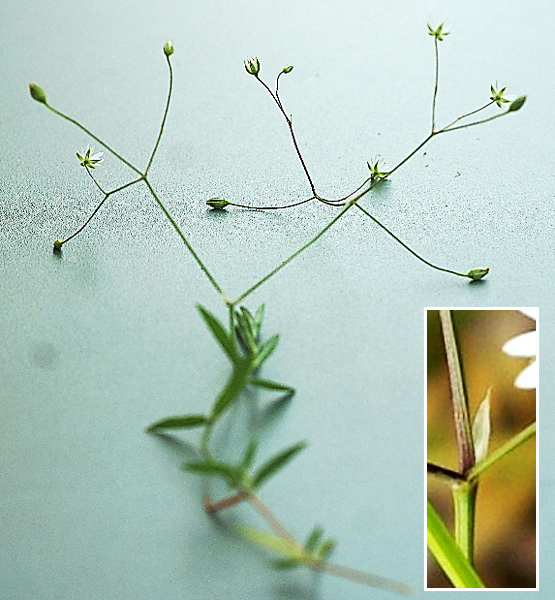 Inflorescence : cymes bipares lâches, à bractées scarieuses (encadré).