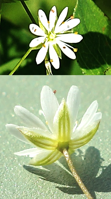Fleurs petites (Ø : 6 – 12 mm), à 5 pétales blancs divisés en deux jusqu’à la base, dépassant souvent les sépales (en haut). Ceux-ci lancéolés – aigus, à 3 nervures saillantes dessous (en bas).