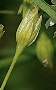 Fruit : capsule ovoïde (L : 6 mm), dépassant le calice.