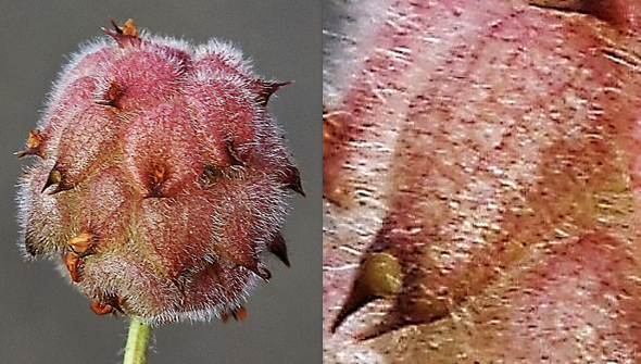 Calices enflés en vessies membraneuses après la floraison, l’ensemble évoquant une fraise (d’où le nom). Calice velu, à nervures en réseau, à lèvre supérieure terminée par 2 pointes courtes saillantes (à droite). 