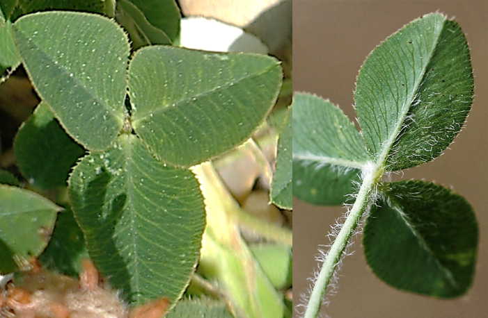 Feuilles à 3 folioles ovales, nervées, denticulées. Pétiole velu (à droite).