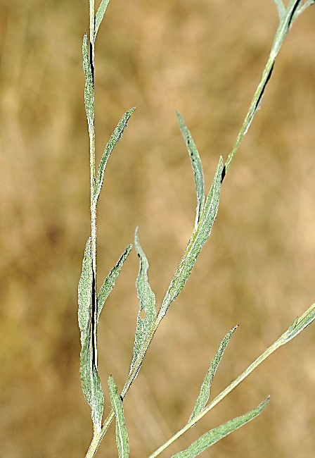 Feuilles grisâtres car couvertes de poils aranéeux blanchâtres. Les supérieures linéaires – lancéolées.