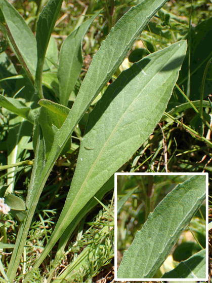 Feuilles inférieures lancéolées, grossièrement dentées (encadré). © Pauline FRILEUX