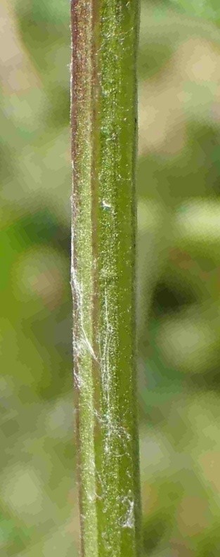 Tige plutôt grêle, anguleuse, sillonnée. © Pauline FRILEUX