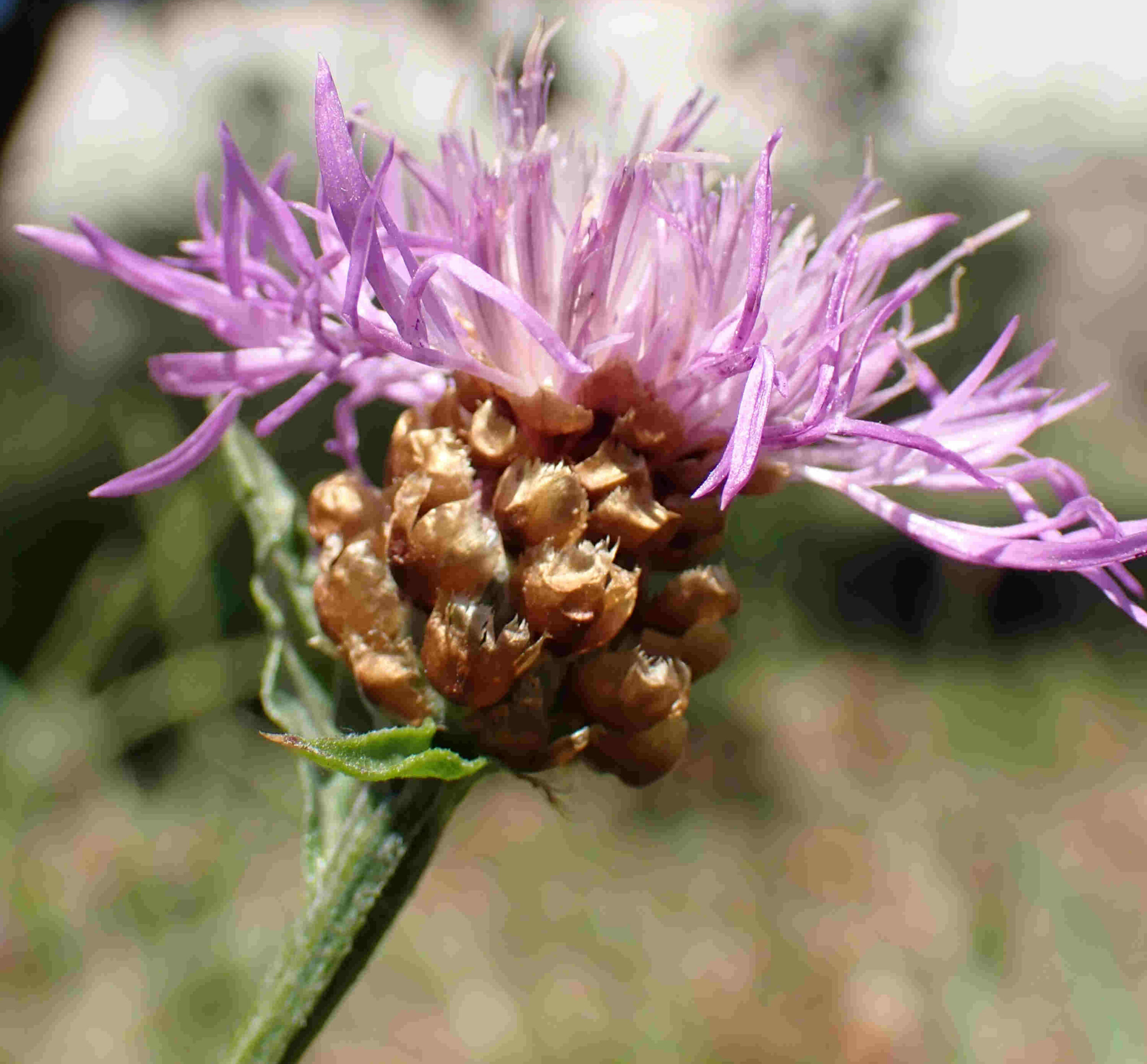Inflorescence : capitule à fleurs extérieures rayonnantes, plus grandes que les centrales. © Pauline FRILEUX