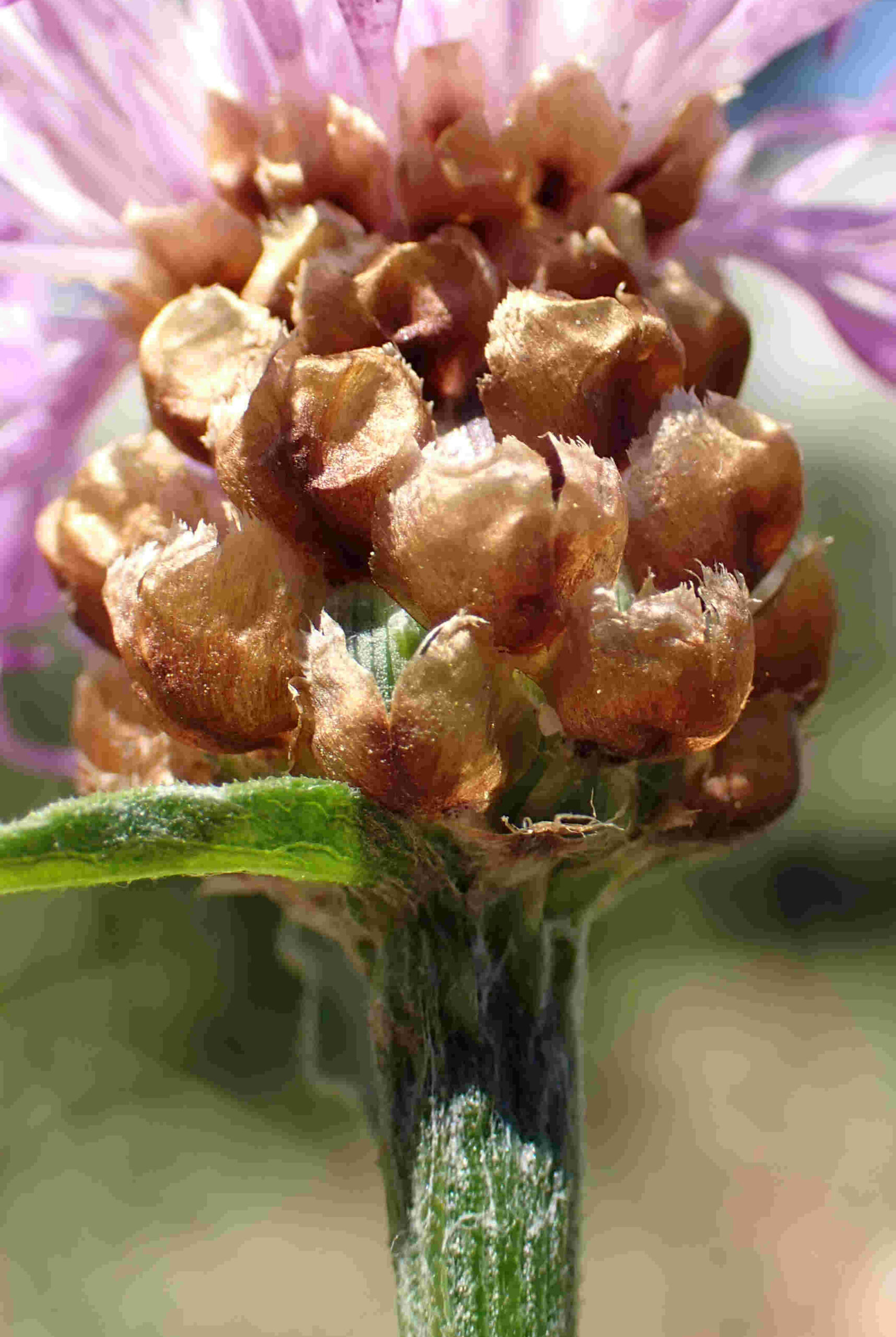 Appendices des bractées médianes concaves, simplement érodés (ne montrant pas de franges régulières « en peigne »). © Pauline FRILEUX