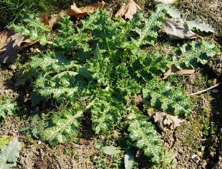 Feuilles de la base très grandes, disposées en rosette.
