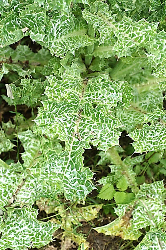 Feuilles caulinaires sessiles, sinuées-dentées, non décurrentes, munies d’oreillettes arrondies. Marges très épineuses. Limbe marbré de blanc dessus.
