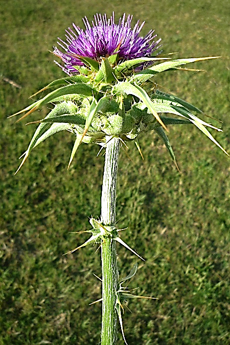 Inflorescence : capitule terminal, le plus souvent solitaire (Ø.= 2,5 – 4 cm). Bractées épineuses, très longues (L : 2 – 5 cm), recourbées, atténuées en forte pointe raide.