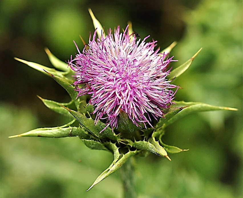 Fleurs purpurines, toutes tubulées, à lobes allongés.