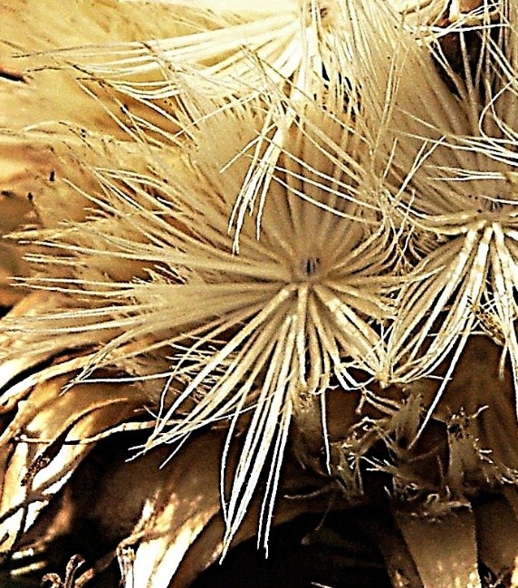 Fruits : akènes portant une aigrette caduque formée de soies soudées en anneau à leur base.