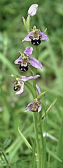 Plante herbacée dressée, glabre, haute de 15 – 50 cm.