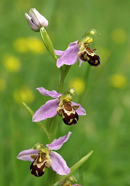 Inflorescence : épi long et lâche, composé de 3 – 10 fleurs.