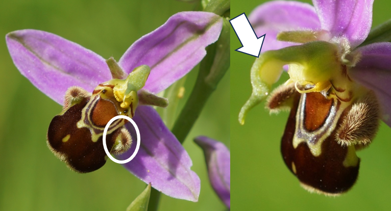 Fleur : sépales rosés, labelle ventru et velouté, muni latéralement de deux protubérances velues (cercle). Gynostème à bec long et flexueux (à droite, flèche).