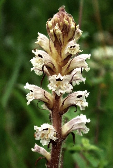 Orobanche de la picride