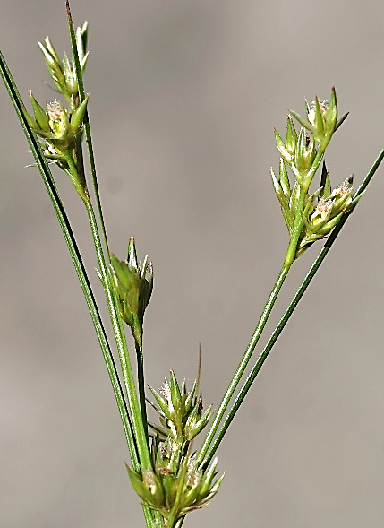 Inflorescence : panicules terminales plus ou moins lâches de fleurs jaunâtres.