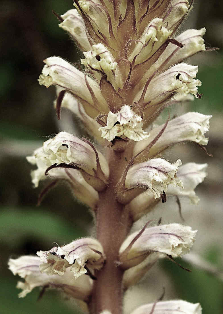 Fleurs blanc jaunâtre, discrètement veinées de violet, étalées ou dressées, longues de 15 – 20 mm. Tube de la corolle peu arqué. Sépales à lobes prolongés en longue pointe filiforme.
