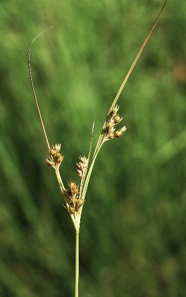 Inflorescence longuement dépassée par 2 – 3 bractées foliacées, de tailles inégales.