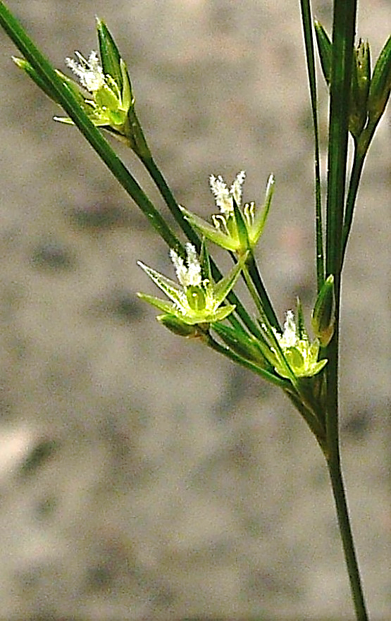 Fleurs à 6 tépales verdâtres lancéolés, longs de 3 – 5 mm, acuminés. Six étamines. (© Jean PRIEUR)