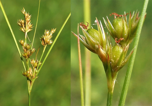Fruits : capsules ovoïdes, brun pâle, plus courtes que les tépales, longues de 3,8 – 4,7 mm. (À droite © Jean-Luc TÉMOIN)