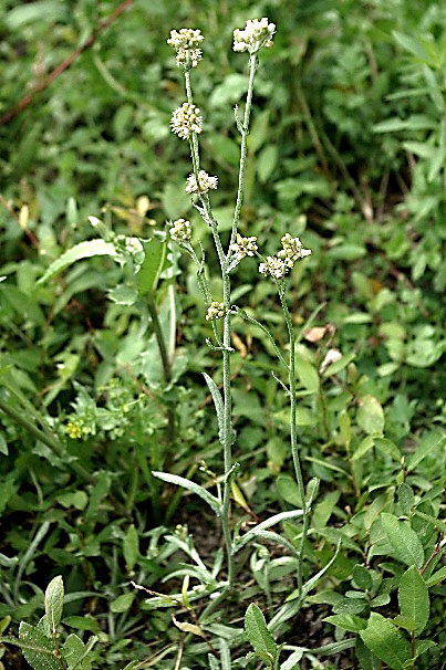 Cotonnière blanc-jaunâtre