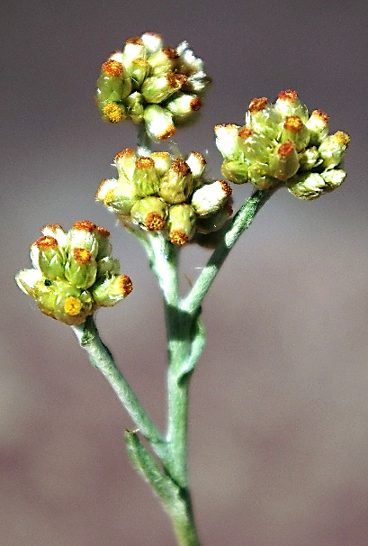 Inflorescence : corymbe rameux de glomérules, ces derniers regroupant chacun de 4 à 12 capitules.