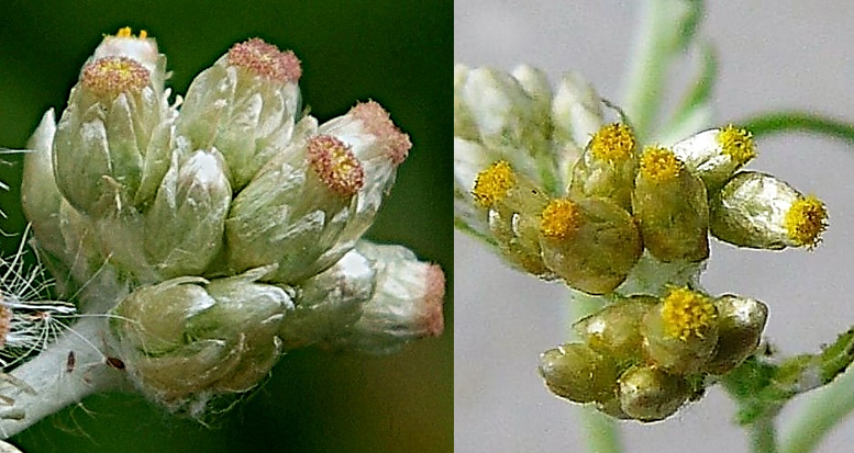 Capitules ovoïdes, longs de 4 – 5 mm, à bractées membraneuses et luisantes, disposées irrégulièrement (à gauche). Fleurs toutes tubulées, jaune pâle (à droite). Photos © Jean PRIEUR