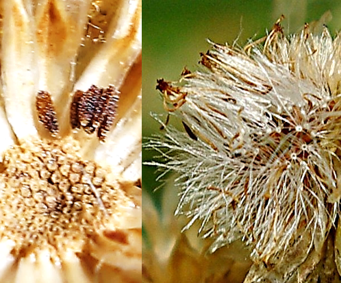 Fruits : akènes petits (L : 0,5 mm), granuleux, à sommet tronqué (à gauche), portant une seule rangée de soies blanches (à droite).