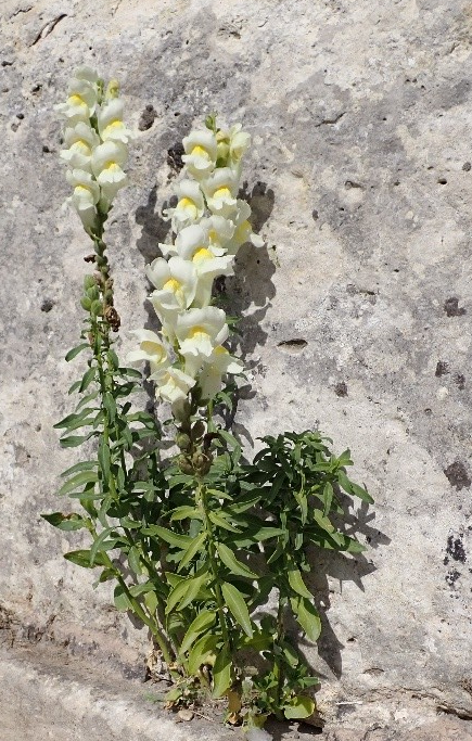 Muflier à grandes fleurs