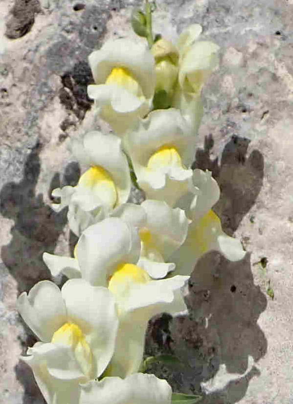Inflorescence : grappes terminales denses, à courtes bractées. (© Pauline FRILEUX)