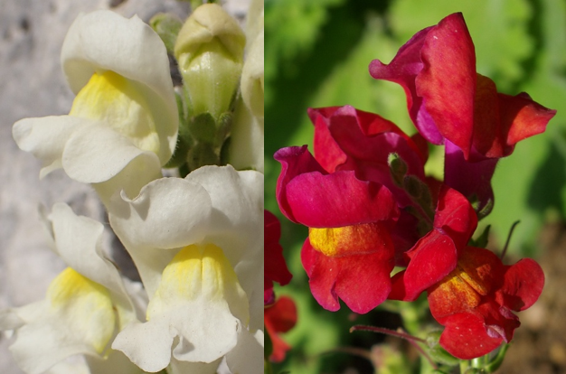 Fleurs grandes (L : 3 – 5 cm), blanc jaunâtre (comme au Potager) ou, le plus souvent, rouges, mais bien d’autres couleurs, y compris panachées, existent.