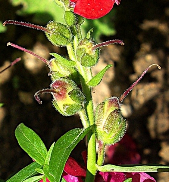 Fruit : capsules ovales, dissymétriques, renflées à la base, poilues, plus longues que le calice, celui-ci à lobes ovales obtus et poilus. Styles longs (L : 10 – 15 mm).